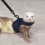 Ferret