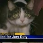 Jury Cat