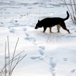 Maggie, a black Labrador Retriever mix is a scat-sniffing expert