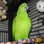 Parrot