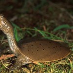 Soft Shell Turtle