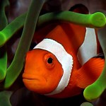 clownfish