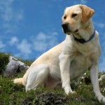Labrador Retriever - Number 1 Again