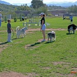 Dog Park