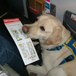 Dog on Plane