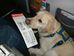 Dog on Plane