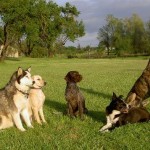 Dogs