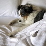 Pet Stay