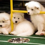 Puppy Bowl