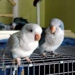 Quaker Parrots