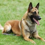 belgian malinois