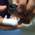 A pet owner demonstrates brushing his dog's teeth.