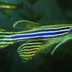 zebrafish