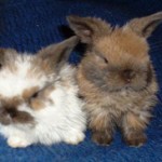 Holland Lop Rabbit