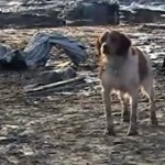 Japan Dog