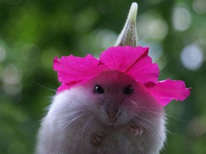 Mouse Flower