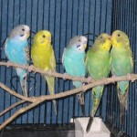 Pet Birds