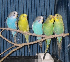 Pet Birds