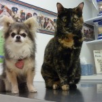 Cat and Dog at Vet Office
