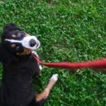 Dog on leash