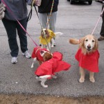 Easter Dogs 1
