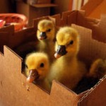 Goslings