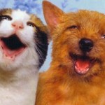 Happy Pets