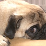 Pug