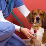 Veterinary Schools