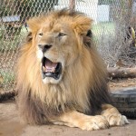 Photo: Sheree Daniel’s exotic pet African Lion of 22 years