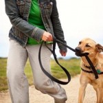 Dog Walking