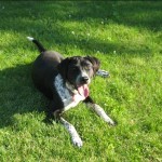 Dog in Sun