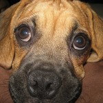 Dogs Eyes