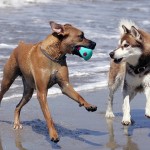 Dogs on Beach