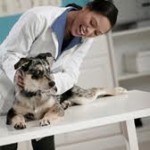 Heartworm Evaluation