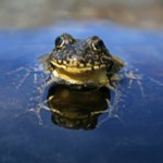 Mountain Yellow-Legged Frog
