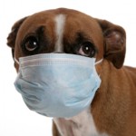 Pet Safety