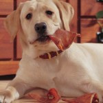 Pig Ear Treats