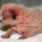 Pink Kitten