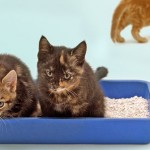 Cat Litter