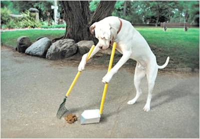 http://www.allpetnews.com/wp-content/uploads/2011/06/Dog-Cleaning-Poop.jpg