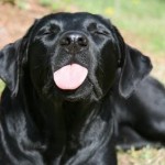 Dog Licking