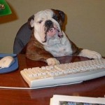 Dog at Work