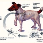 Heartworm Disease