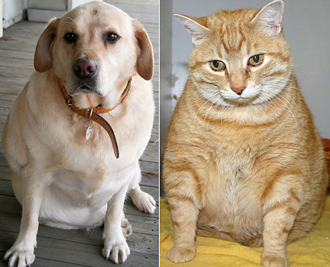 pictures of dogs and cats. Overweight Dog and Cat. The Guides Your Veterinarian Doesn't Want You To See 