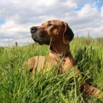 Pet Friendly Weed Killer