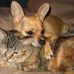 Pet Pardons
