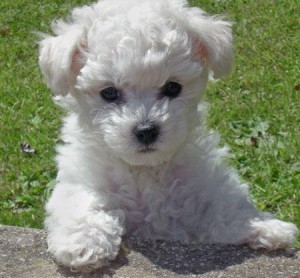 Bishon Frise