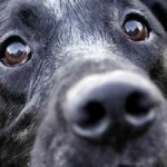 Dog Sniffing