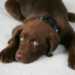 Dog on Carpet